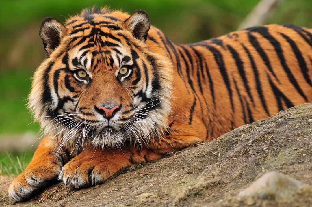 Sumatran tiger in Asia