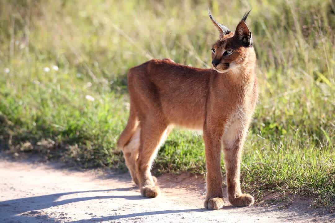 the African caracal