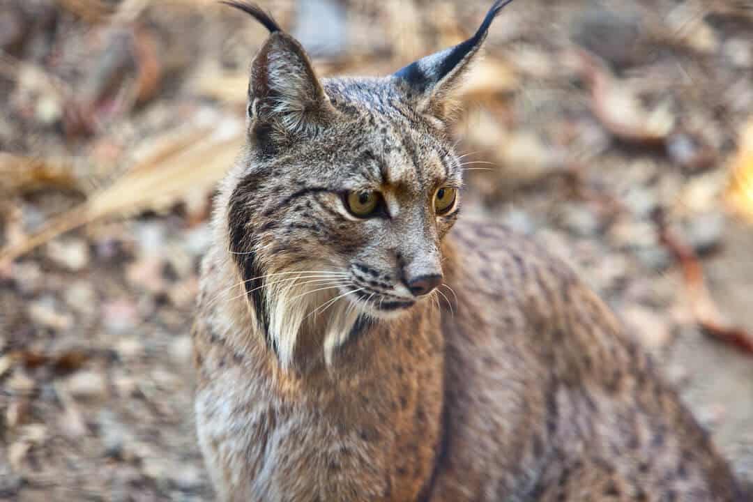 the Iberian lynx wild cat