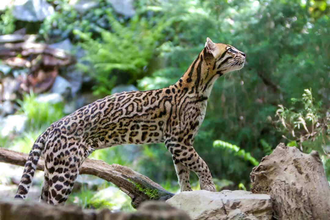 The ocelot