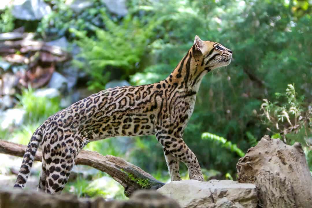 Ocelot Species Data Conservation BigCatsWildCats