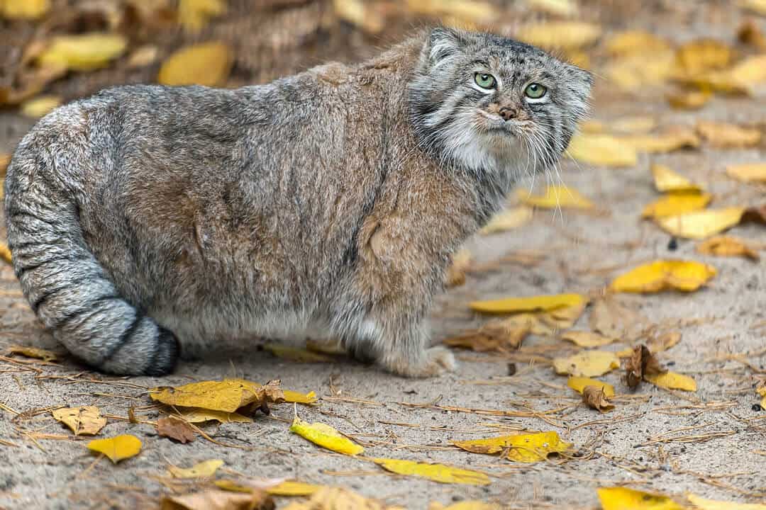 the Pallas cat