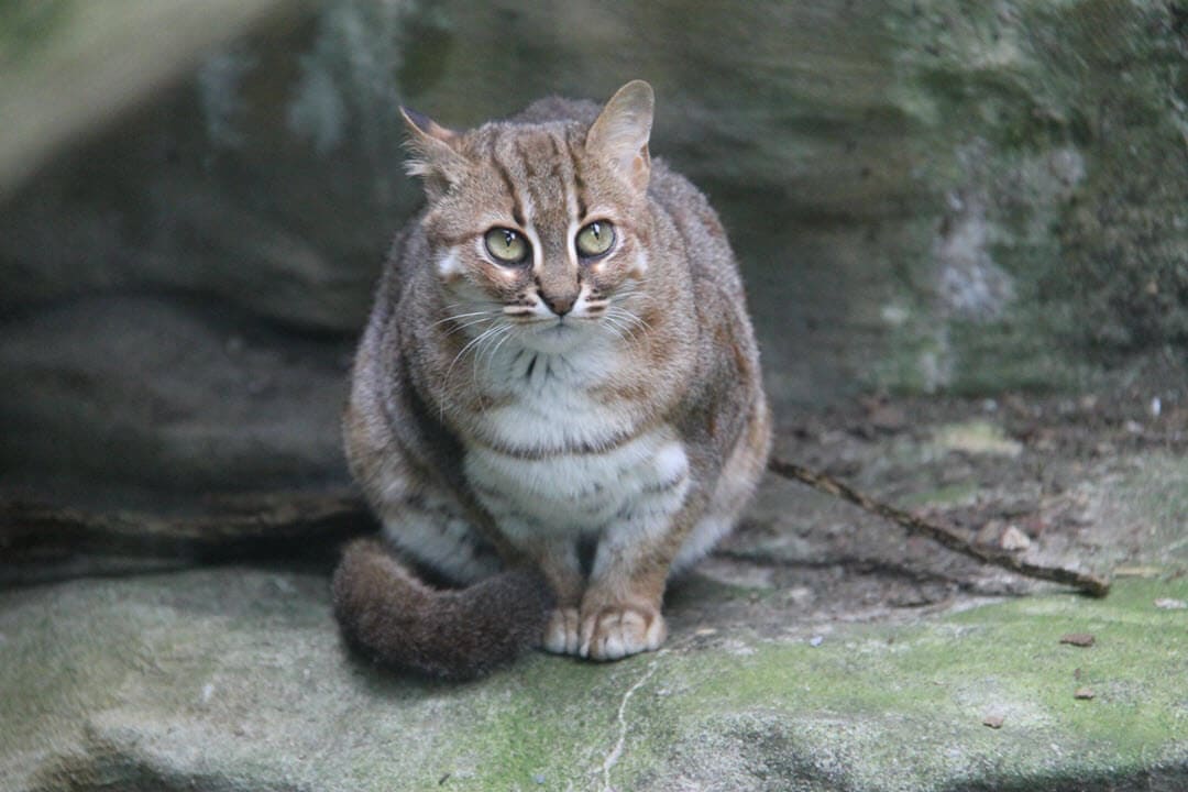 the rusty-spotted cat