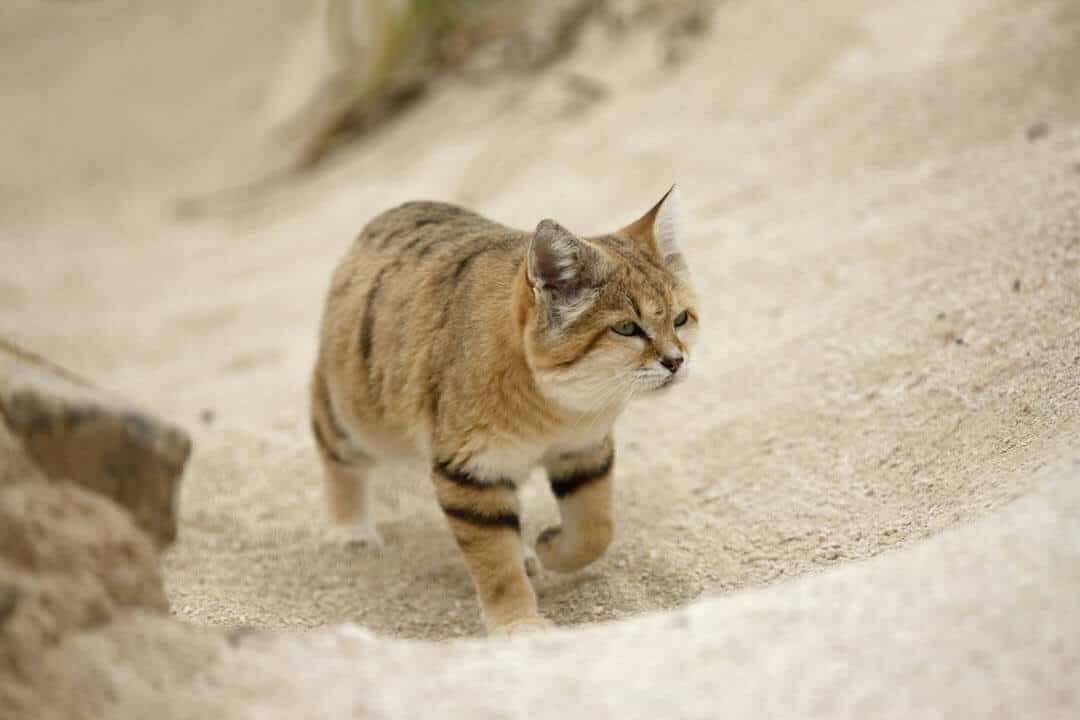 the sand cat