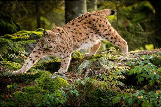 Eurasian lynx wild cat