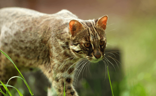 leopard cat wild cat