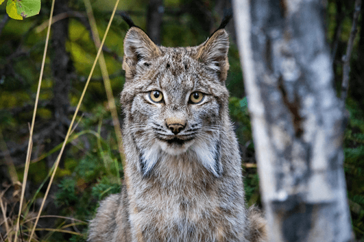 Canada lynx list of wild cats