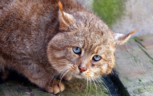 chinese mountain cat small wild cat