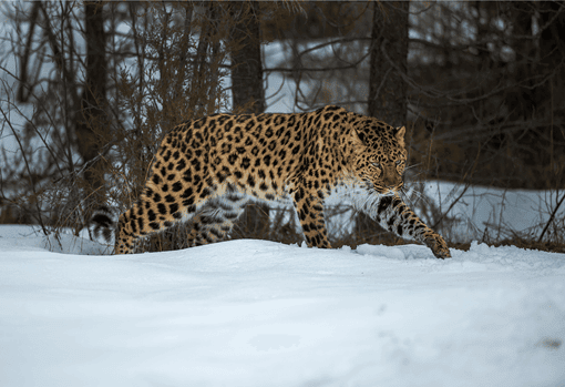 An endangered amur leopard