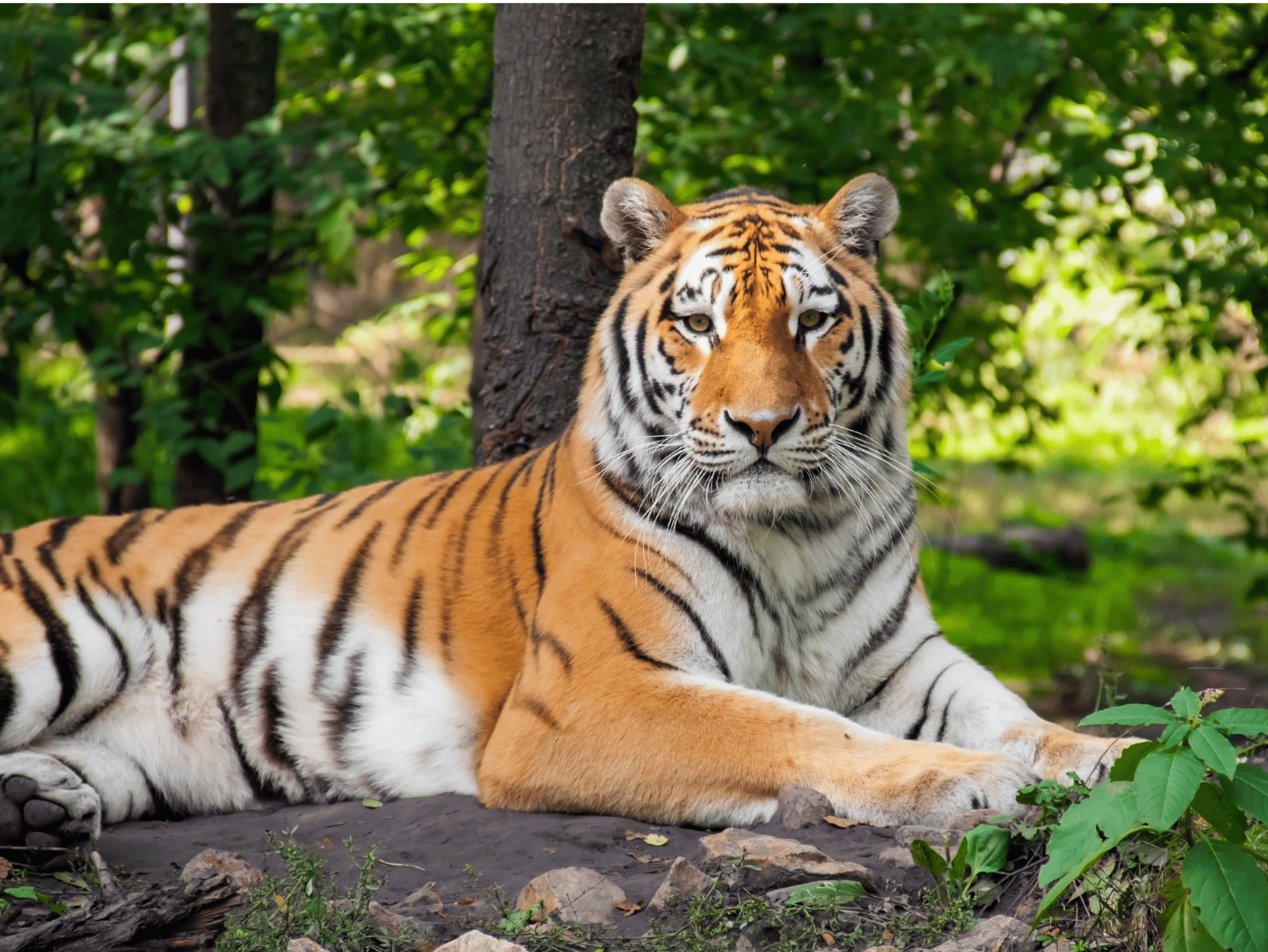 Endangered Amur tiger