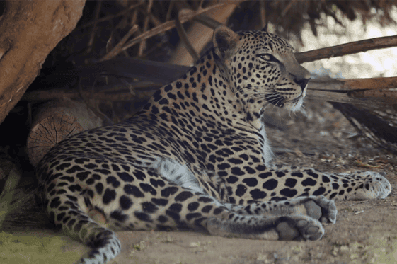 Endangered Arabian leopard