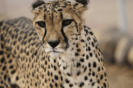 Endangered Asiatic cheetah