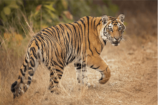 Endangered Bengal tiger