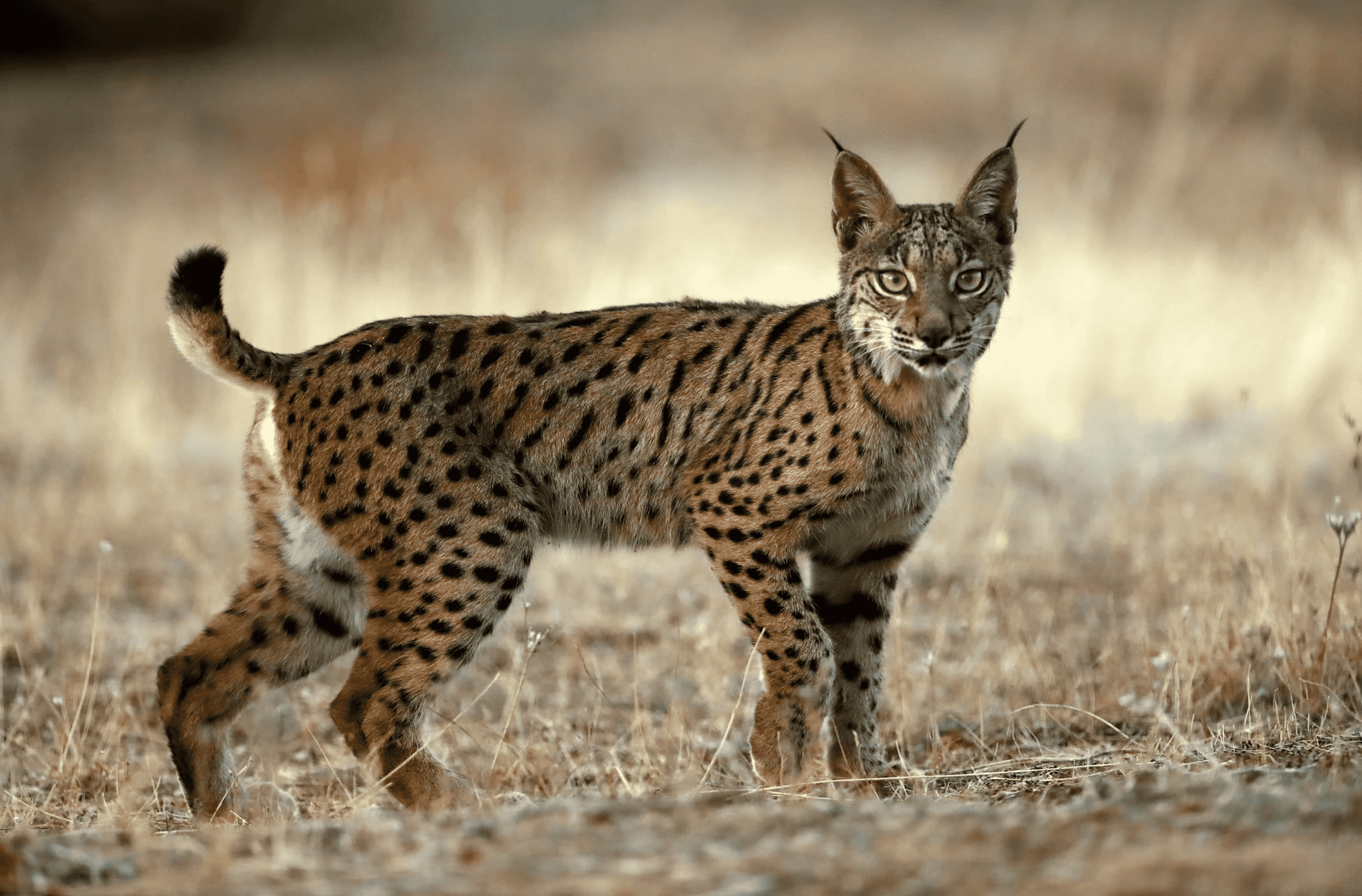 Medium-sized wild cats - the Iberian lynx