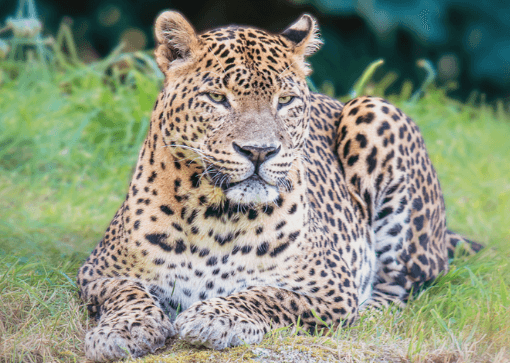 Endangered Indochinese leopard