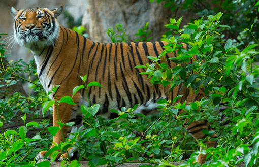 Endangered Indochinese tiger