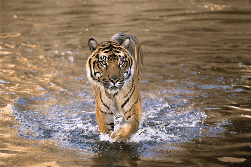 Endangered Malayan tiger