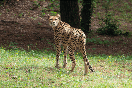 endangered northeastern Cheetah