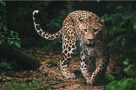 endangered persian leopard