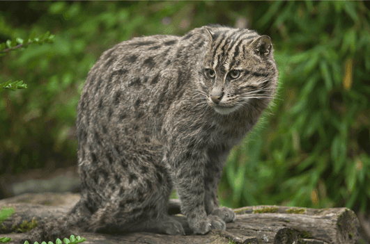 fishing cat - wild cat