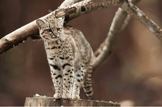 geoffroy cat wild cat