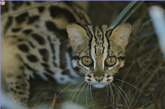 marbled cat wild cat