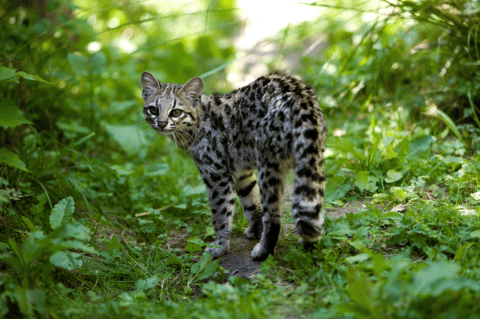 Oncilla | Northern tiger cat - species data, conservation - BigCatsWildCats