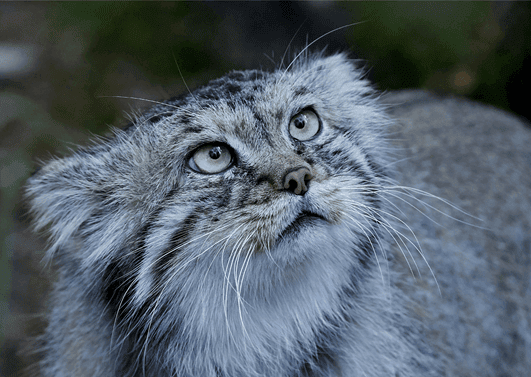 pallas cat wild cat