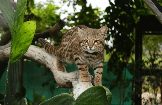 pampas cat wild cat