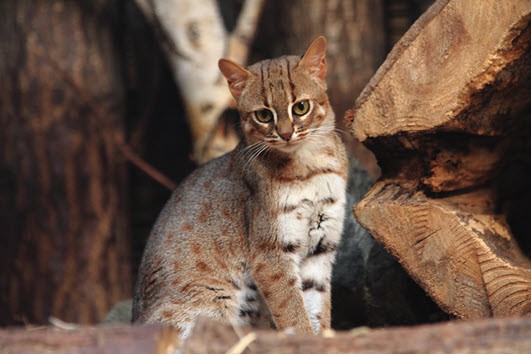 rusty-spotted cat small wild cat