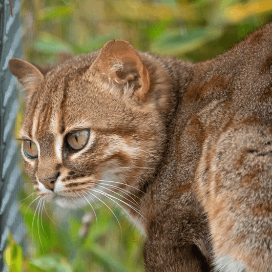 rusty-spotted cat wild cat