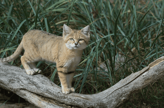 sand cat one of the smallest wild cats