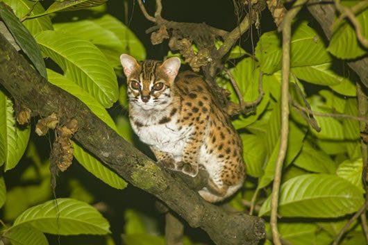 Sunda leopard cat small wild cat