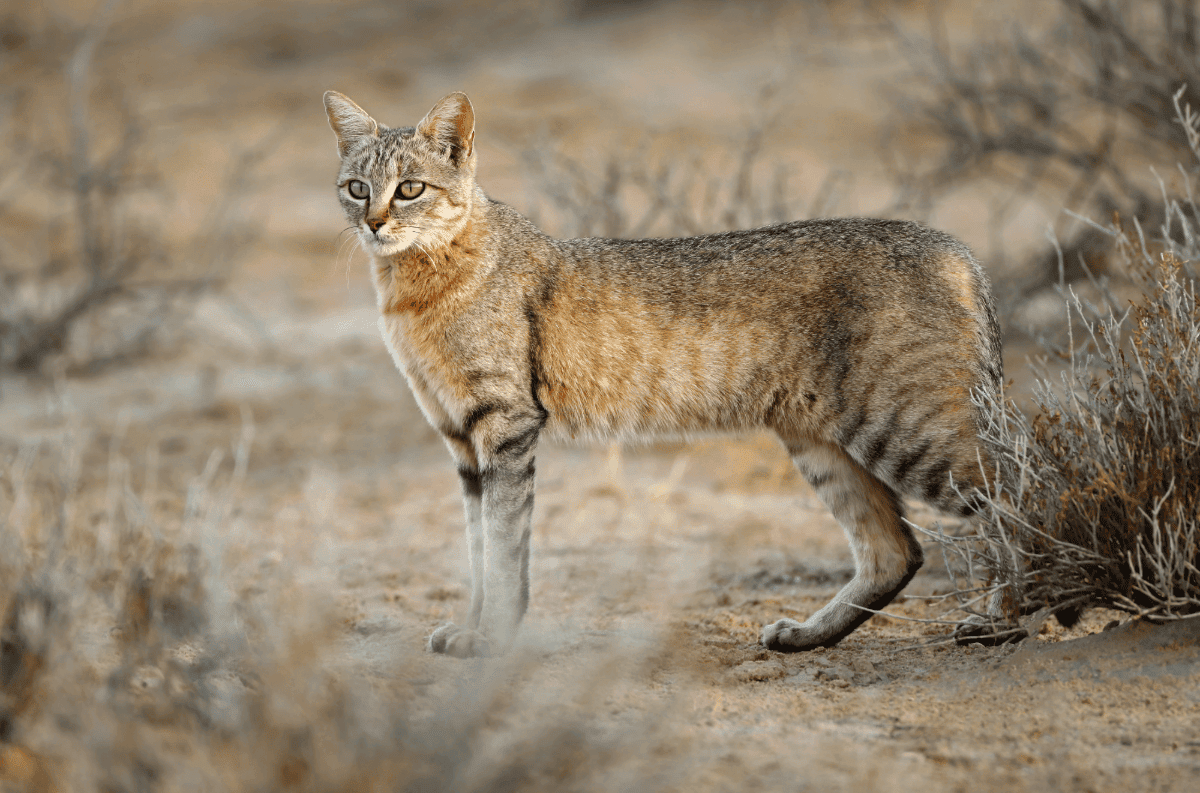 the African wildcat