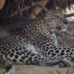 the arabian leopard