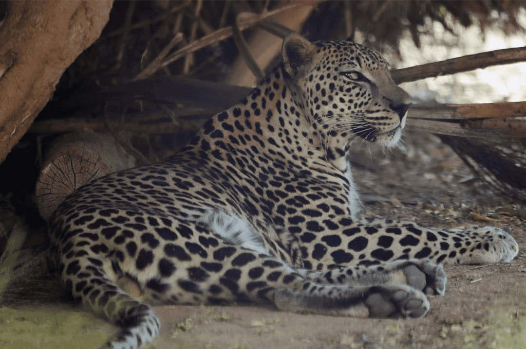 the arabian leopard