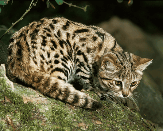 the black-footed cat