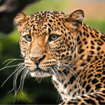 the javan leopard from Indonesia