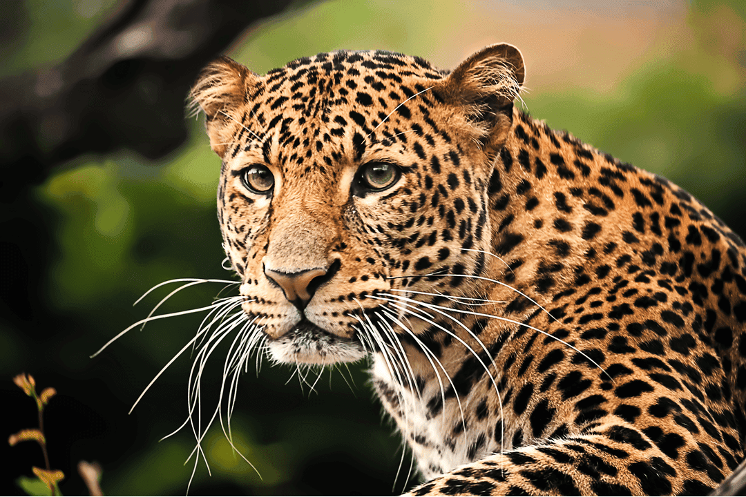 the javan leopard from Indonesia