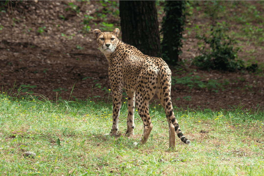 The northeastern cheetah