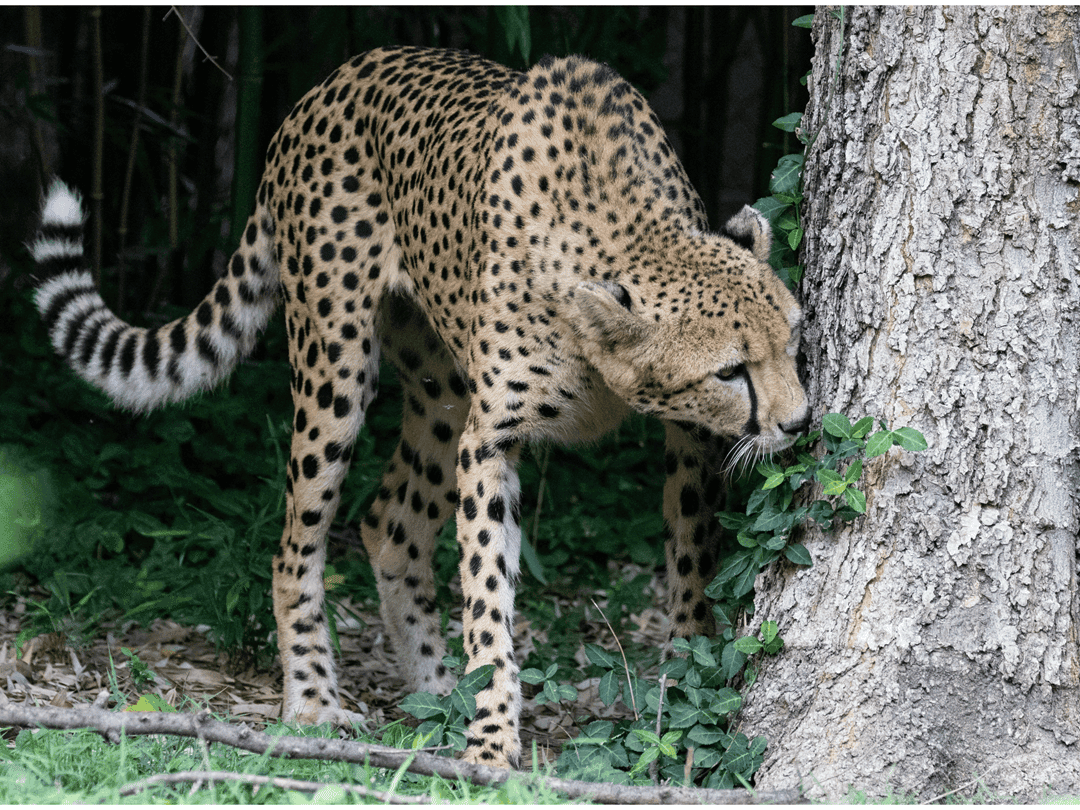 the endangered Northwest African cheetah