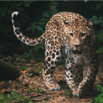 the Persian leopard