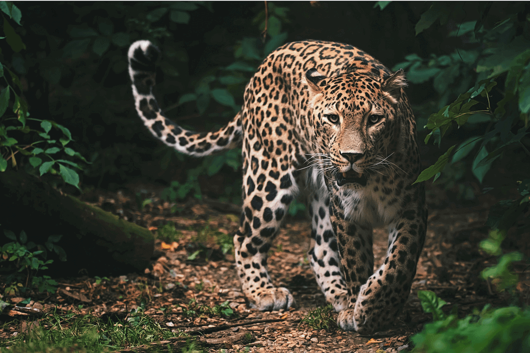 the Persian leopard