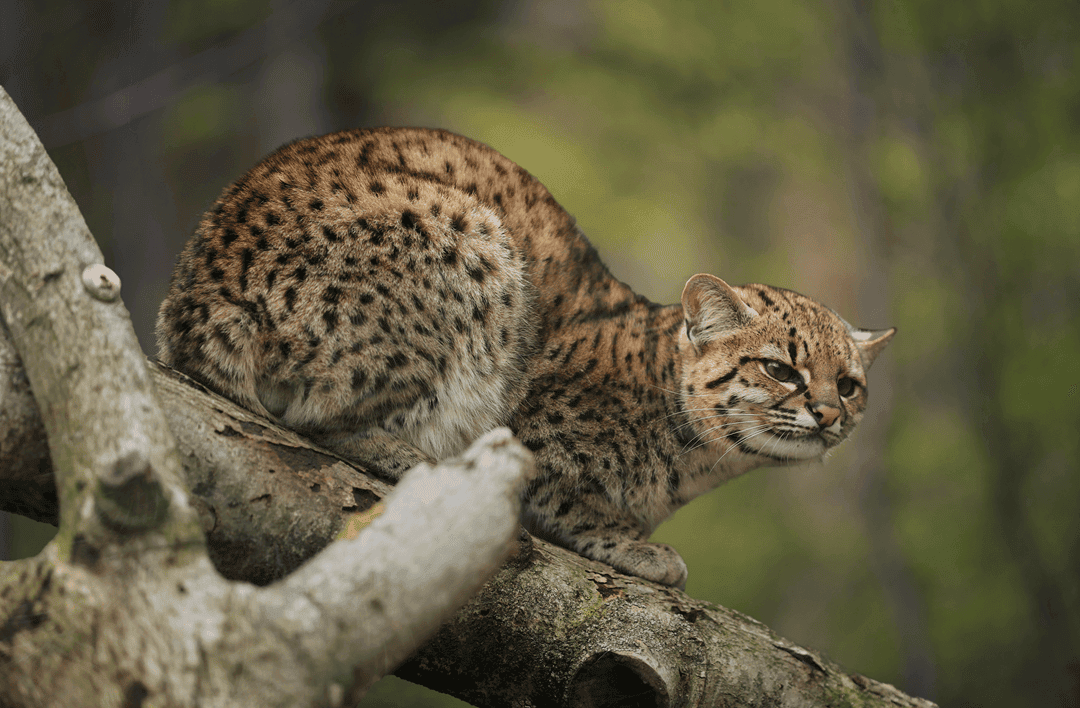 Geoffroys cats like to swim