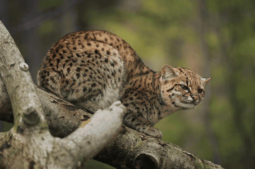 Geoffroys cat ona tree limb