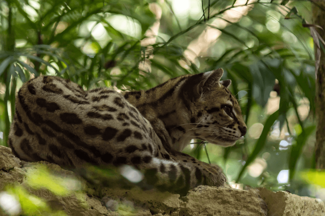 Margay on a branch