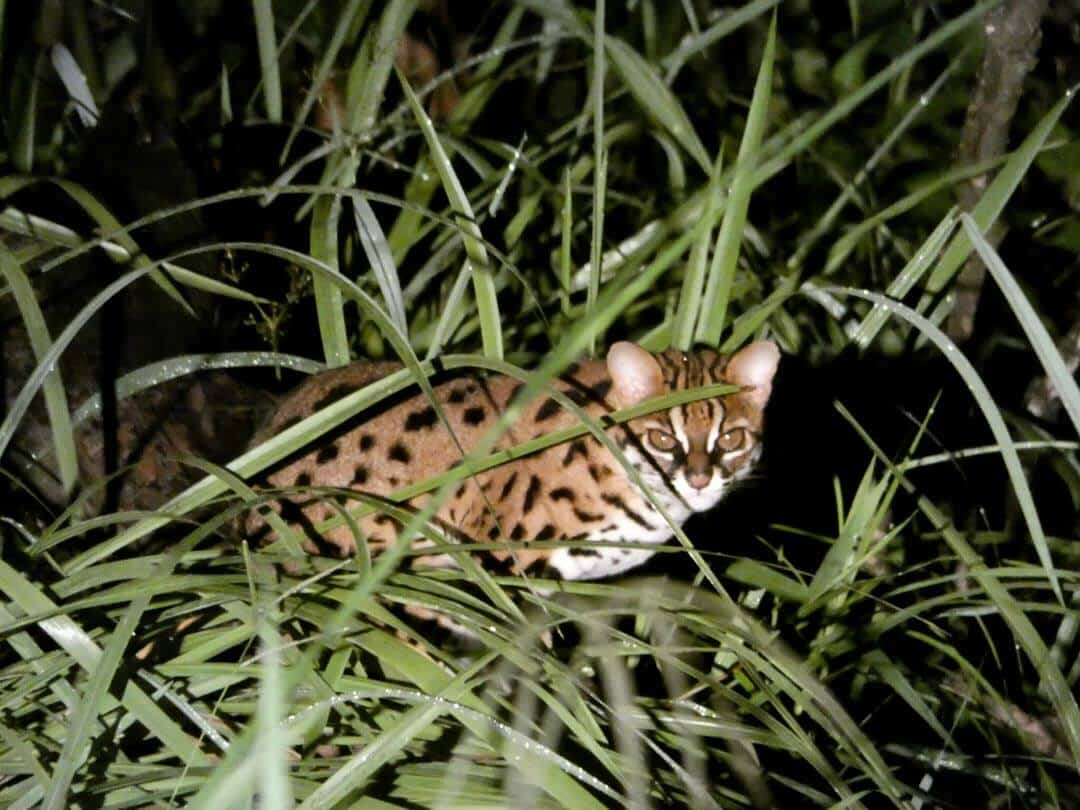 Javan leopard cat