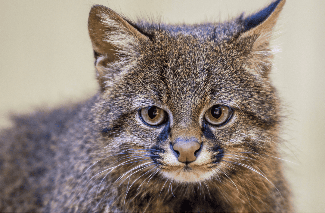 South American pampas cat