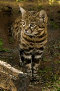 a black-footed cat standing