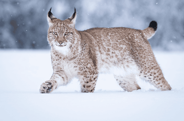 a canada lynx walking in the snow